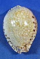 Erosaria lamarckii redimita