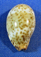 Palmadusta humpreysii