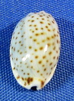Naria irrorata