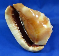 Cypraecassis rufa
