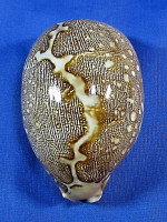 Leporicypraea mappa mappa
