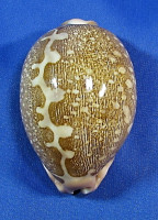 Leporicypraea mappa mappa