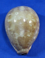 Leporicypraea mappa rosea