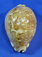 Leporicypraea geografica