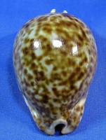 Trona stercoraria