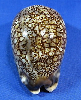 Mauritia arabica immanis
