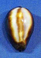 Erronea onyx