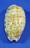 Tastolida teres