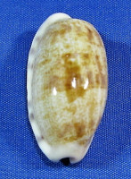 Tastolida teres