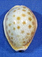 Naria helvola hawaiiensis