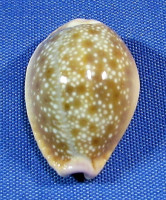 Naria helvola hawaiiensis