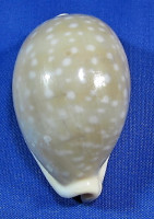 Lyncina camelopardalis