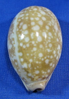 Lyncina nivosa
