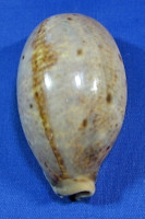 Lyncina lynx