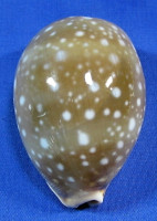 Lyncina vitellus dama