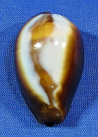 Erronea onyx