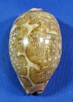 Leporicypraea mappa mappa