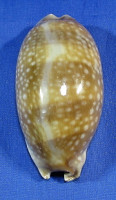 Macrocypraea cervinetta
