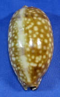 Macrocypraea zebra