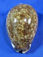 Mauritia arabica asiatica