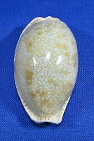 Erronea erosa