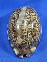 Mauritia arabica