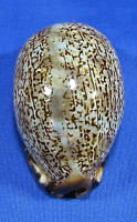 Mauritia eglantina