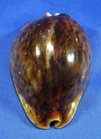 Trona stercoraria