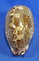 Leporicypraea rosea ultraviola