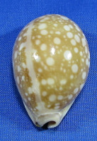 Lyncina nivosa