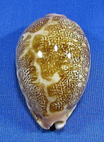 Leporicypraea geografica "dwarf"