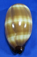 Talparia talpa
