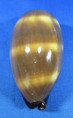 Talparia talpa saturata