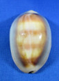Lyncina ventriculus