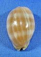 Lyncina carneola propinqua
