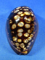 Mauritia mauritiana "dwarf"