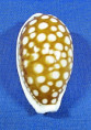 Cribrarula cribraria cribraria