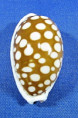 Cribrarula cribraria cribraria
