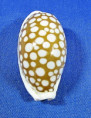 Cribrarula cribraria 