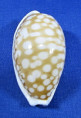 Cribrarula cribraria cribraria
