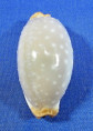 Staphylaea limacina limacina