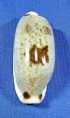 Erronea cylindrica