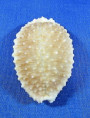 Nucleolaria granulata granulata