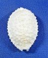 Nucleolaria granulata granulata