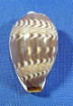 Palmadusta diluculum diluculum