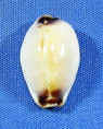 Erosaria gangranosa reentsii