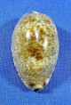 Erronea wredenburgi