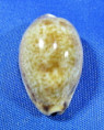 Erronea wredenburgi