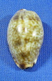 Erronea wredenburgi