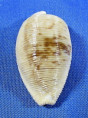 Cypraeovula capensis capensis